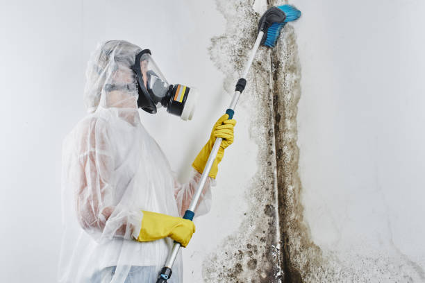 Best Local Mold Removal Service  in Lebanon, PA