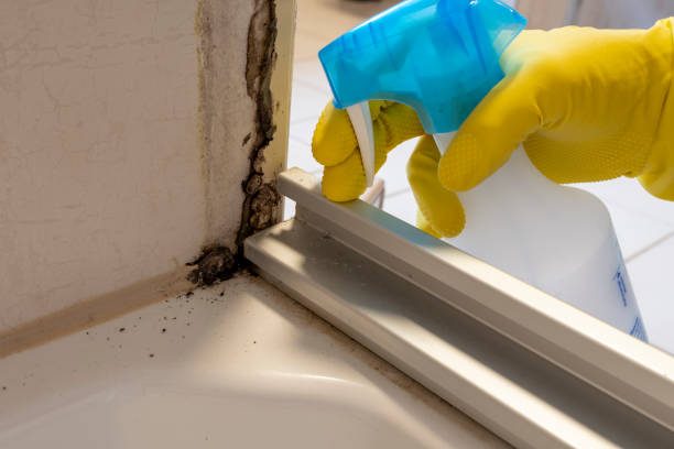 Best Toxic Mold Removal  in Lebanon, PA