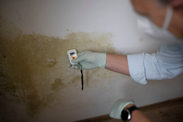 Best Certified Mold Removal  in Lebanon, PA