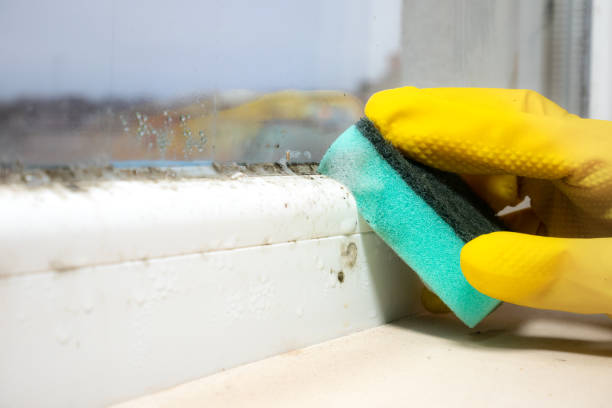Certified Mold Removal in Lebanon, PA
