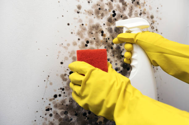 Best Attic Mold Removal  in Lebanon, PA