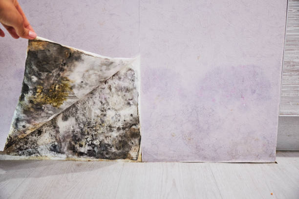 Best Commercial Mold Removal  in Lebanon, PA